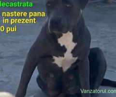 Fata Amstaff Blue