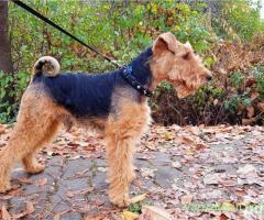 welsh terrier - DOAR MONTA!!!