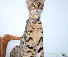 Pisici Savannah F5 superbe disponibile