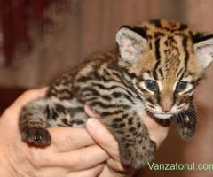 Cuccioli di Caracal e Ocelot