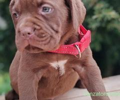 cane corso