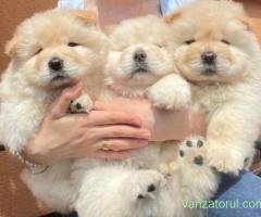 catelusi Chow Chow