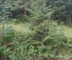 Teren intravilan ,extravilan Pojorâta-Bucovina