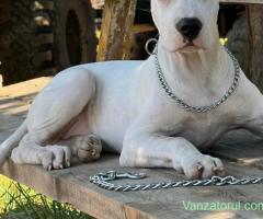 Dog argentinian