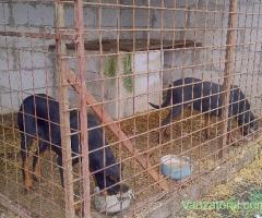 Pereche doberman picher