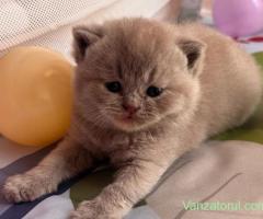Pui british shorthair lilac tortie PEDIGREE WCF