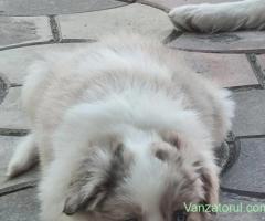 Vand Border Collie