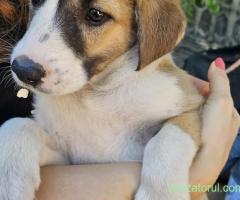 Adoptie catelusi de 2 luni