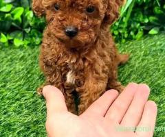 Pudel toy - poodle barboncino mini
