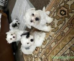 Pui Bichon Havanez