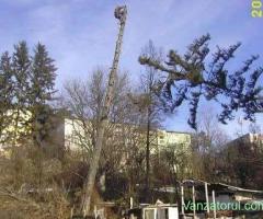 Taieri copaci periculosi CLUJ
