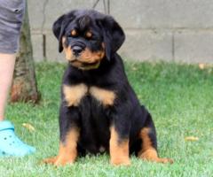 Femela rottweiler 2 luni calitate si genetica deosebita