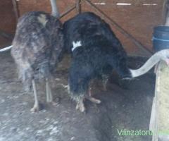 Struț mascul de vânzare