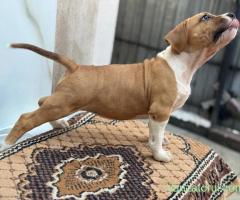 Pui amstaff rasa pura !