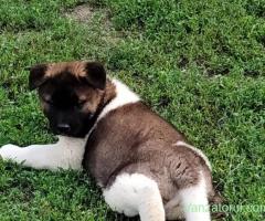Pui femelă akita american