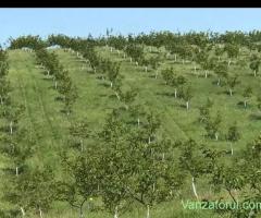 Livadă ecologică de nuci+teren agricol