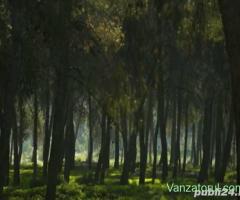 Padure=Forest for sale in Vrancea(Odobesti)=5996 sqm=Vand padure-n Vrancea(Odobesti)=5996 mp