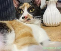 Miti are nevoie urgenta de adoptie pana Marti!