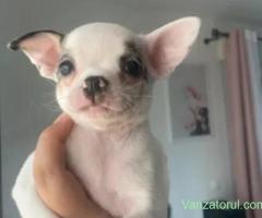 Pui Chihuahua cu carnet de sănătate și microcip.