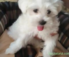 Carel Bichon Pasaport Bishon Maltez Bison