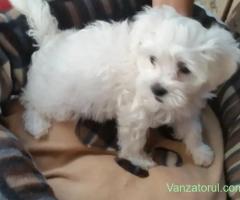 Bichon Pasaport Bishon Maltez Bison