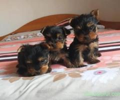 Yorkshire terrier