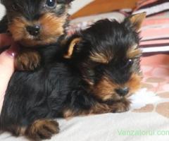 Yorkshire terrier