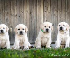 Labrador Retriever - 2 luni - transport autorizat la nivel național