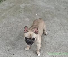 Fetiță buldog francez bej cu masca neagră