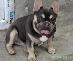 Fetiță buldog francez Blue Tan