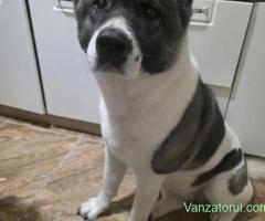 Akita American, femelă caută un nou cămin