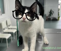 Medic veterinar full time sector 4, Cutitul de Argint 14