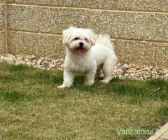 vând Mascul Bichon Maltez