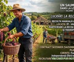 Se caută personal la vie la cules