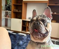 bulldog francez mascul