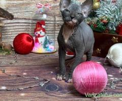 RARITATE pui pisica fara par Donskoy Don Sphynx cu pedigree