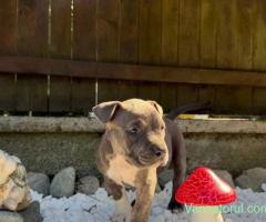 American Bully cu pedigree
