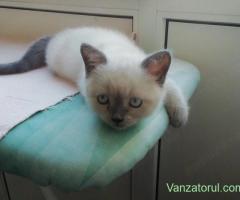 Trei pisicuțe British Shorthair Colorpoint căutăm 