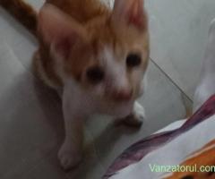 Ofer spre adoptie motanel 2 luni