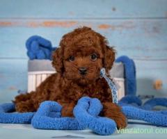 Fetiță Pudel Toy Red disponibilă pentru rezervare,micuta si eleganta
