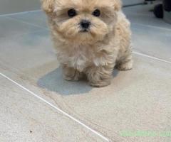 Maltipoo Toy