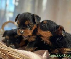 Yorkshire terrier