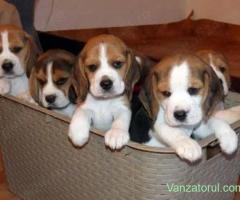Pui rasa Beagle - tricolori, 2 luni, părinți arbitrați