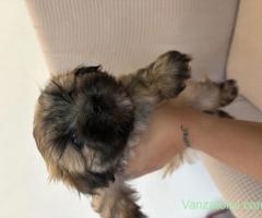 Pui metis Bichon, băiețel, 2 luni gratuit