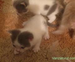 Pisici exoticshorthair