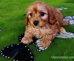 maltipoo superbi caută alta căsuța