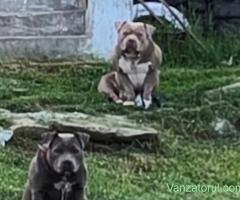 american bully cu pedigree