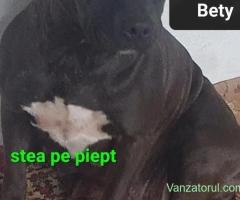 Fata AmericanPBT