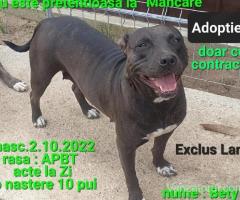Adoptie Fata AmericanPBT
