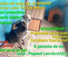 O pereche de vis
